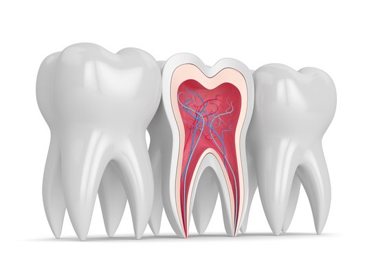 DrNigg-Endodontie-Zahninneres